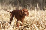 SETTER IRLANDAIS 510